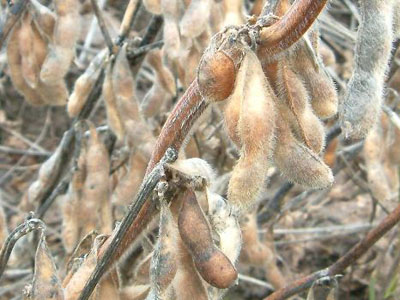 収穫時期の大豆