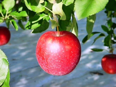 収穫適期のりんご