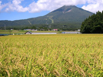 収穫間近の水稲