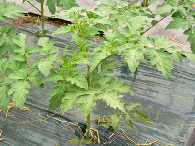 定植後のトマト